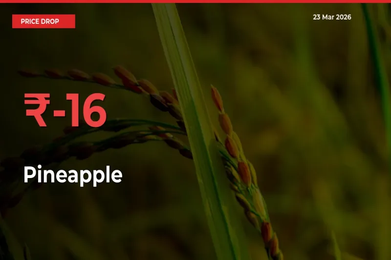 Sharp Fall! Pineapple Prices Plunge 15.56% in a Day at Key Mandis
