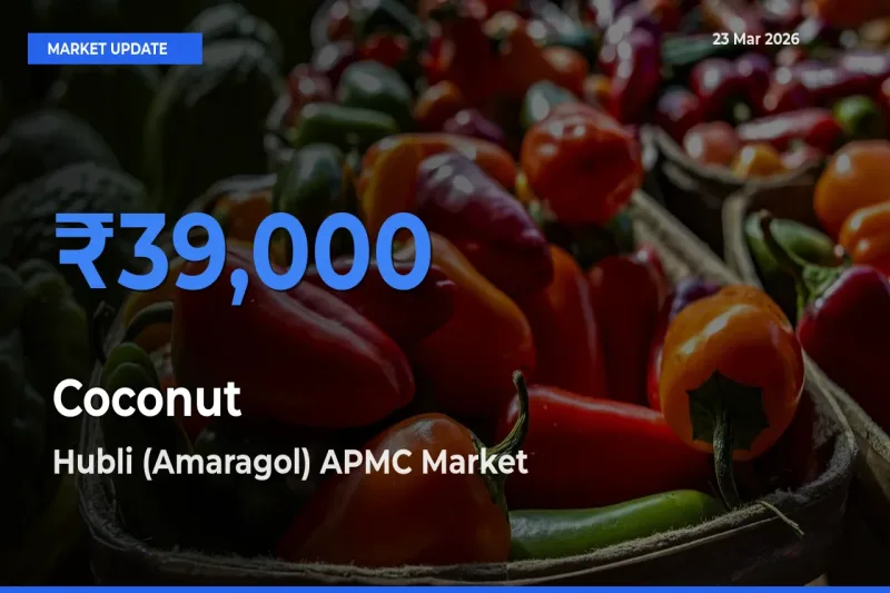 Coconut Mandi Rate Today: Hubli (Amaragol) APMC Tops the List