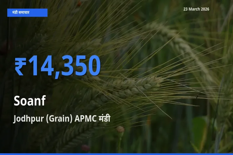 Jodhpur (Grain) APMC में सौंफ का आज सबसे ऊँचा भाव