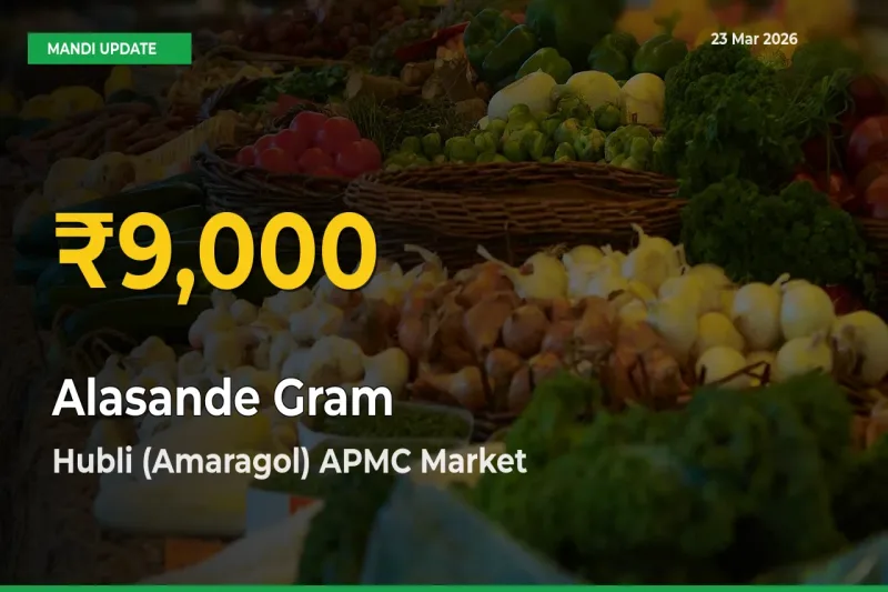 Alasande Gram Prices Soar to Record High in Hubli (Amaragol) APMC – Farmers Alert Today
