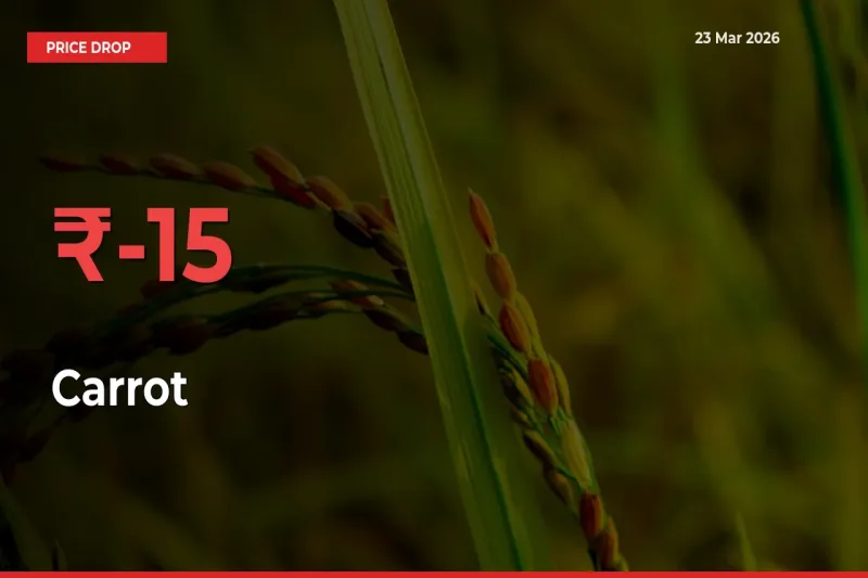 Carrot Falls 15.23% at Mandis