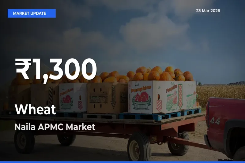 Wheat Prices Touch 30-Day Low in Naila APMC – March 23 Update