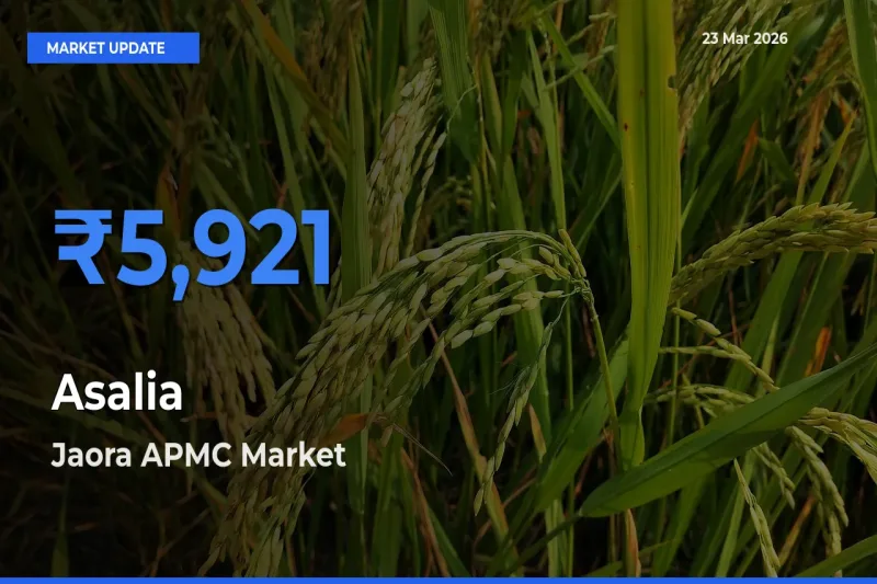 Jaora APMC Emerges as Top Mandi for Asalia Prices Today