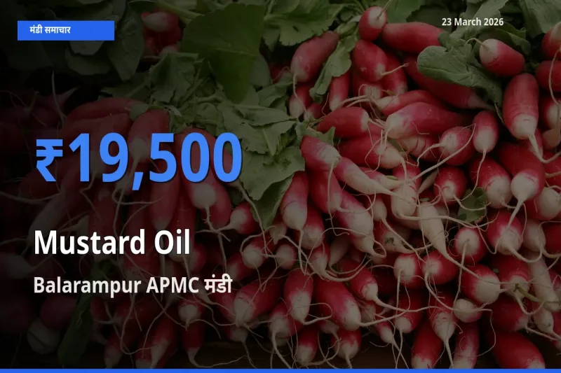 Balarampur APMC में सरसों का तेल का आज सबसे ऊँचा भाव