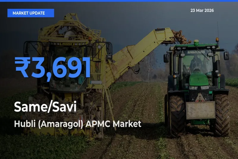 Hubli (Amaragol) APMC Offers ₹3,691 – Highest Same/Savi Rate Today