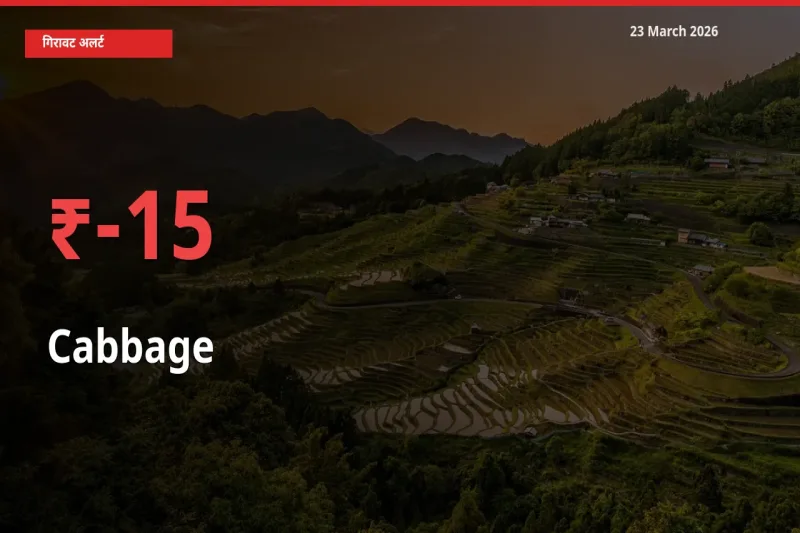पत्ता गोभी 15.21% गिरा, मंडी
