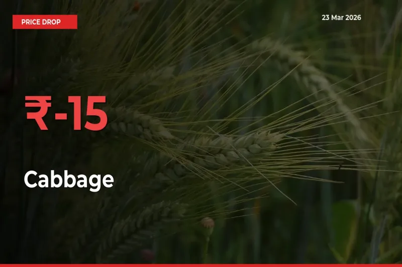 This Mandi Records 15.21% Fall in Cabbage Prices