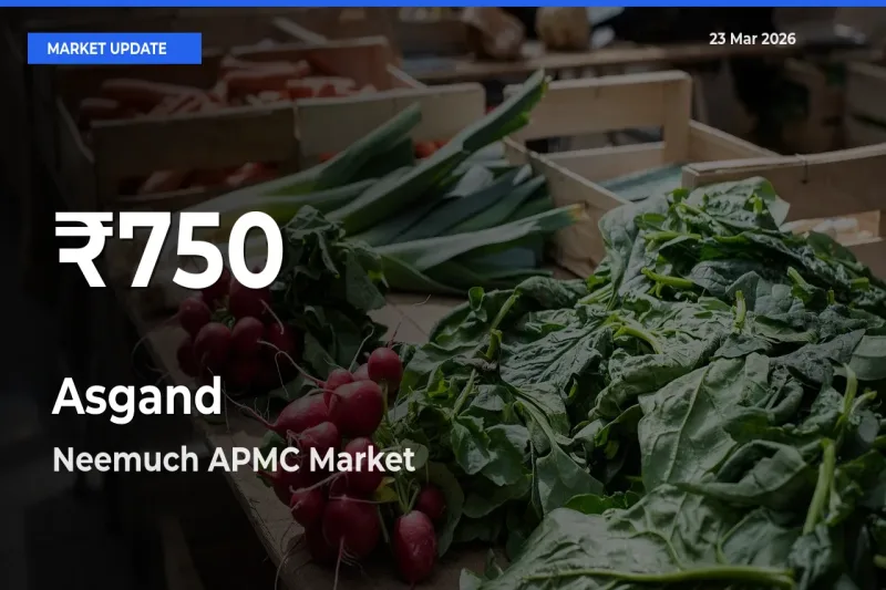 Sharp Fall! Asgand Prices Drop to 30-Day Low in Neemuch APMC