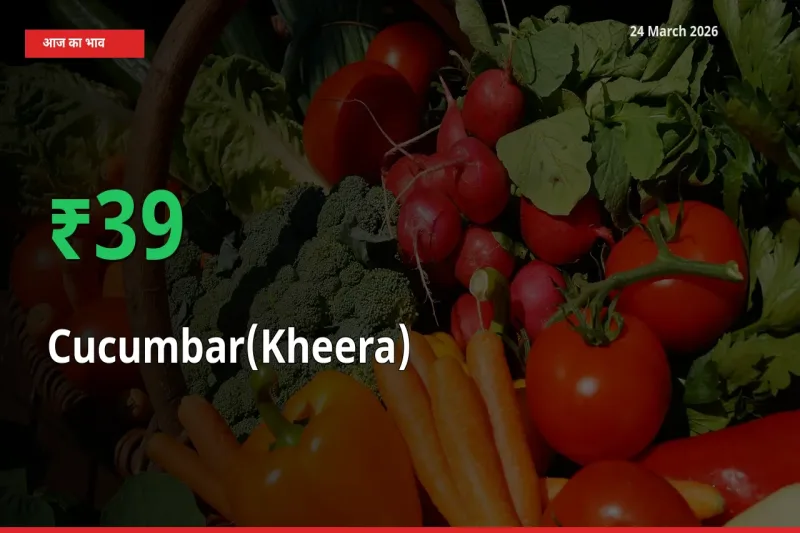 स्थानीय मंडी में खीरा के दाम अचानक 39.27% उछले, किसान सतर्क