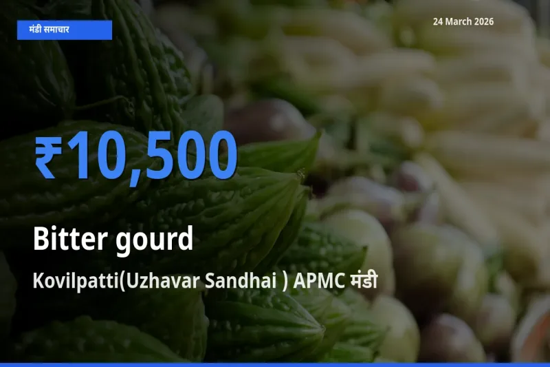 24 March अपडेट: करेला के सबसे ऊँचे दाम Kovilpatti(Uzhavar Sandhai ) APMC मंडी में