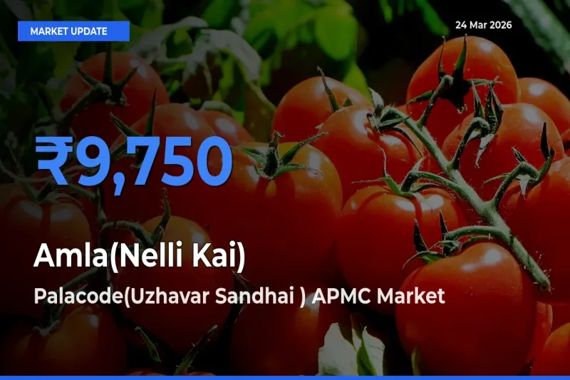Palacode(Uzhavar Sandhai ) APMC Leads as Top Mandi for Amla(Nelli Kai) Prices