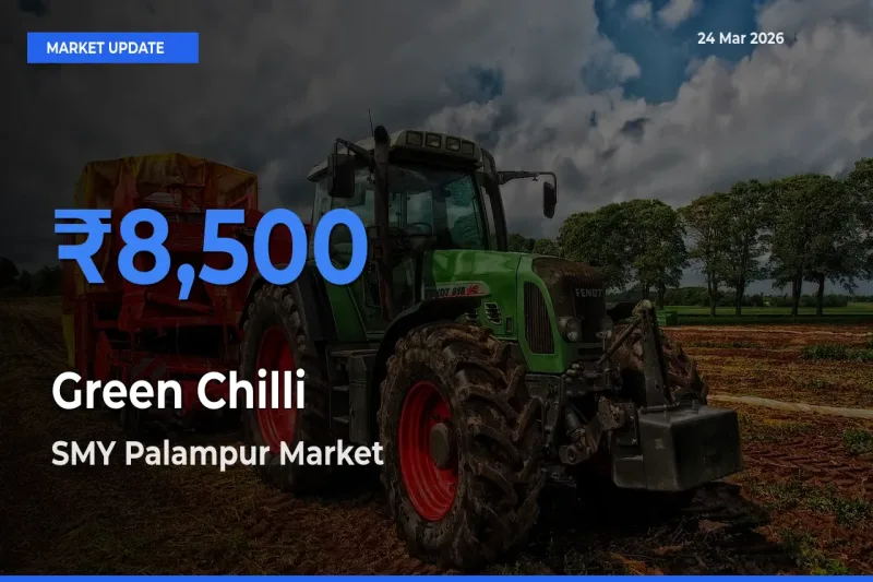 Top Performer! SMY Palampur Offers Best Green Chilli Price Today