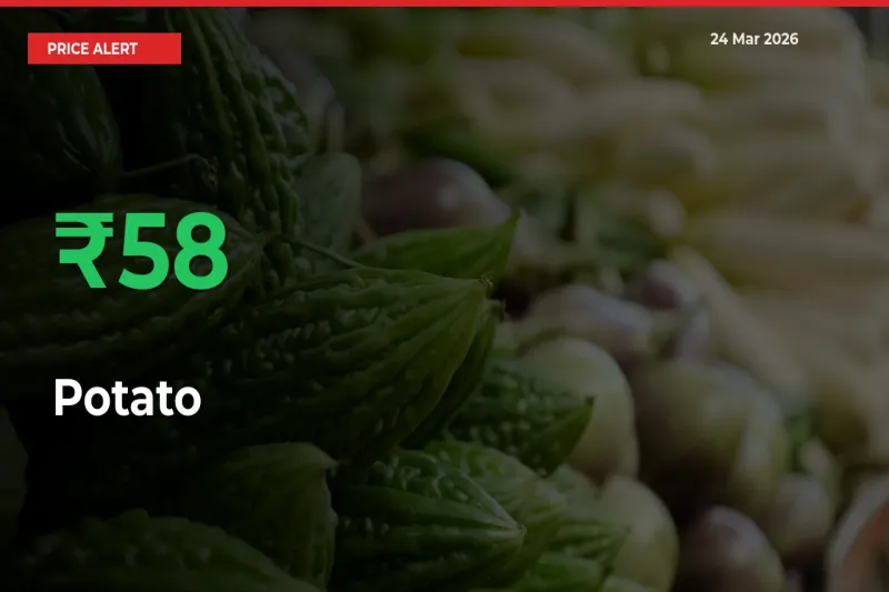 Sharp Jump! Potato Prices Climb 57.92% in 24 Hours at Key Mandis