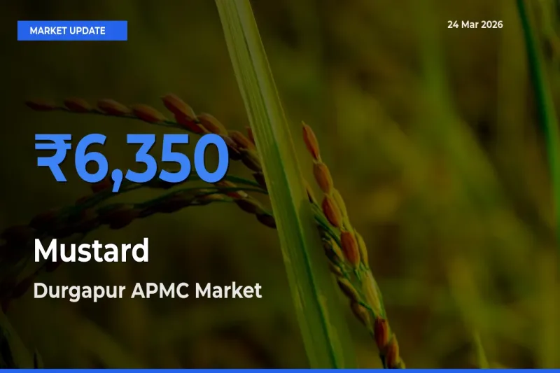 Durgapur APMC Offers ₹6,350 – Highest Mustard Rate Today