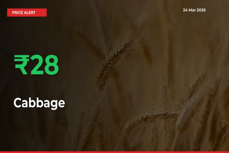 Cabbage Prices Rise 28.39% in a Day at Major Mandis