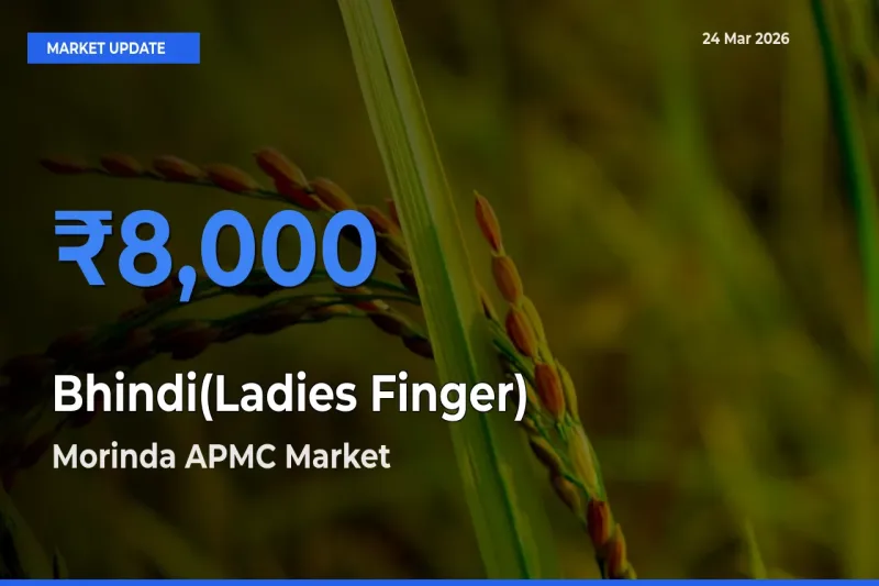 Bhindi(Ladies Finger) Mandi Rate Today: Morinda APMC Tops the List