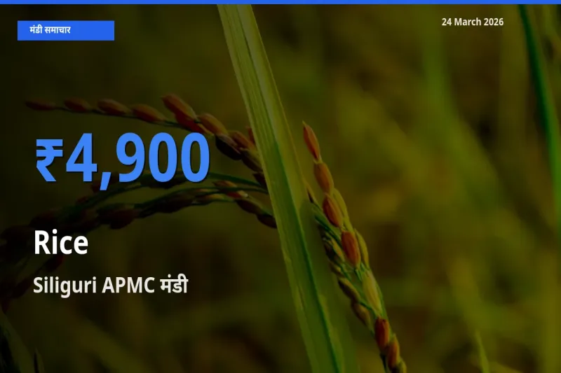 आज चावल के सबसे ज़्यादा दाम Siliguri APMC मंडी में दर्ज