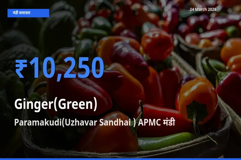 किसानों की पसंद बना Paramakudi(Uzhavar Sandhai ) APMC, अदरक (हरा) के सबसे अच्छे दाम