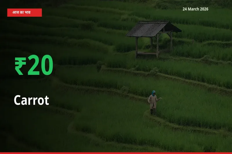 अचानक तेजी! मंडी में गाजर के दाम 19.98% चढ़े