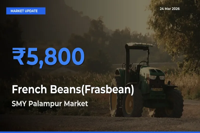 SMY Palampur Offers ₹5,800 – Highest French Beans(Frasbean) Rate Today