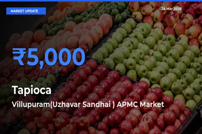 Villupuram(Uzhavar Sandhai ) APMC Tops Tapioca Rates – March 24 Market Update
