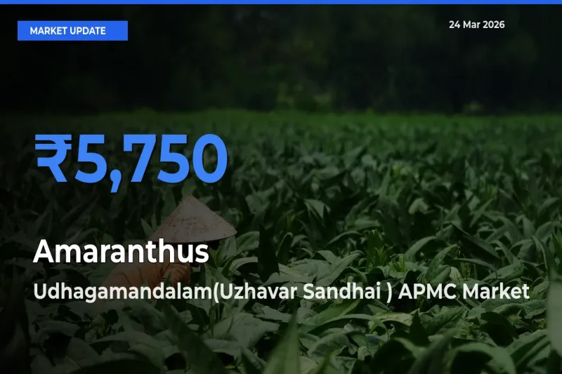 Udhagamandalam(Uzhavar Sandhai ) APMC Tops Amaranthus Mandi Rates Today