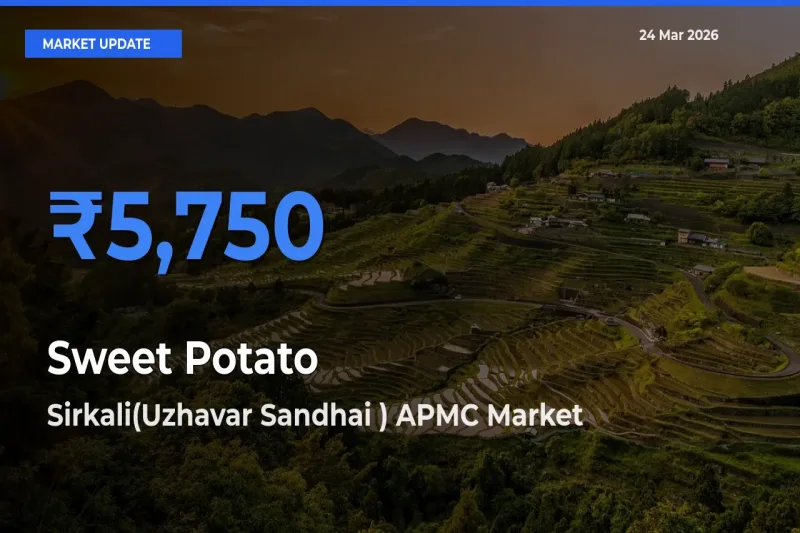 Sirkali(Uzhavar Sandhai ) APMC Emerges as Top Mandi for Sweet Potato Prices Today