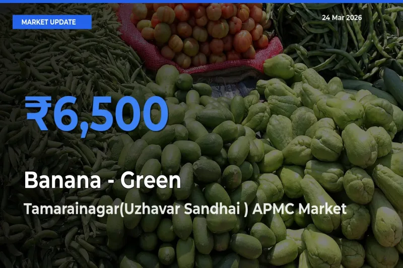 Tamarainagar(Uzhavar Sandhai ) APMC Emerges as Top Mandi for Banana - Green Prices Today