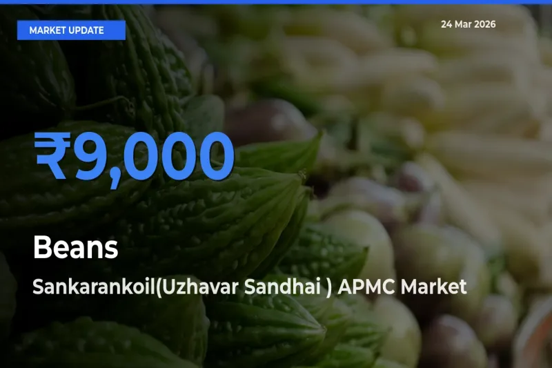 Sankarankoil(Uzhavar Sandhai ) APMC Records Highest ₹9,000 Rate for Beans