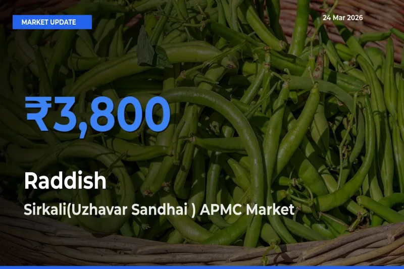 Raddish Mandi Rate Today: Sirkali(Uzhavar Sandhai ) APMC Tops the List