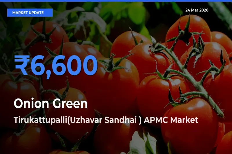 Tirukattupalli(Uzhavar Sandhai ) APMC Leads as Top Mandi for Onion Green Prices