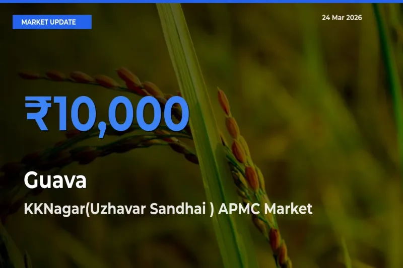 Market Watch: KKNagar(Uzhavar Sandhai ) APMC Becomes Top Mandi for Guava