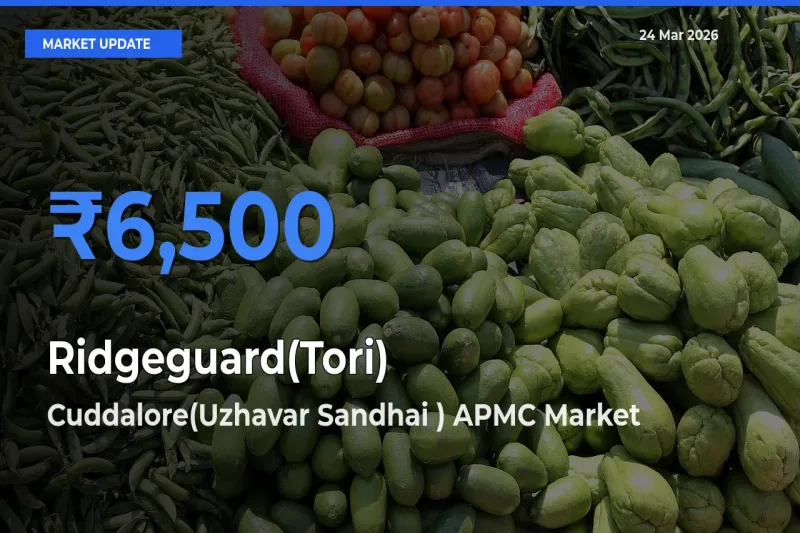 Cuddalore(Uzhavar Sandhai ) APMC Records Highest ₹6,500 Rate for Ridgeguard(Tori)