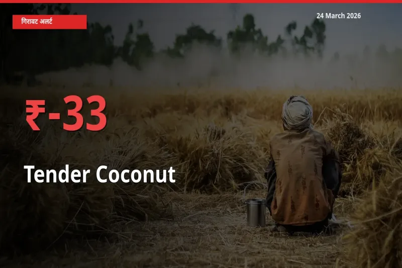 कच्चा नारियल 32.72% गिरा, मंडी