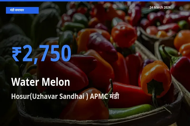 टॉप मंडी बना Hosur(Uzhavar Sandhai ) APMC! तरबूज के सबसे ऊँचे दाम यहीं दर्ज