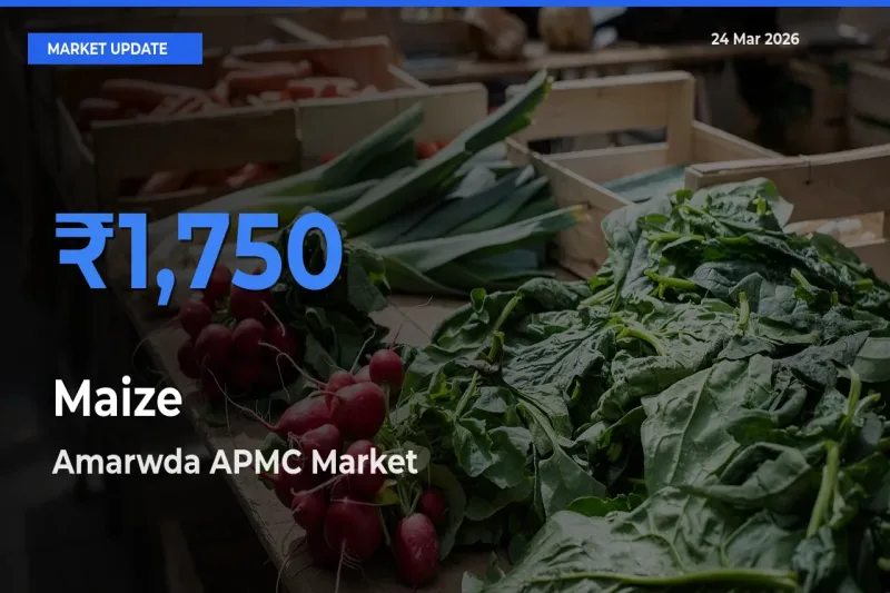 Amarwda APMC Leads as Top Mandi for Maize Prices