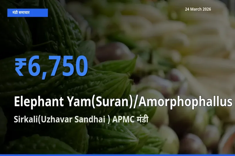 आज का मंडी भाव: जिमीकंद (सूरन) के सबसे ज़्यादा दाम Sirkali(Uzhavar Sandhai ) APMC में