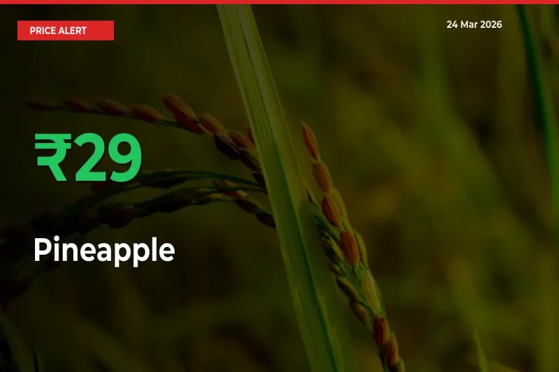 Big Rally! Pineapple Climbs 28.66% in 24 Hours at Top Mandis
