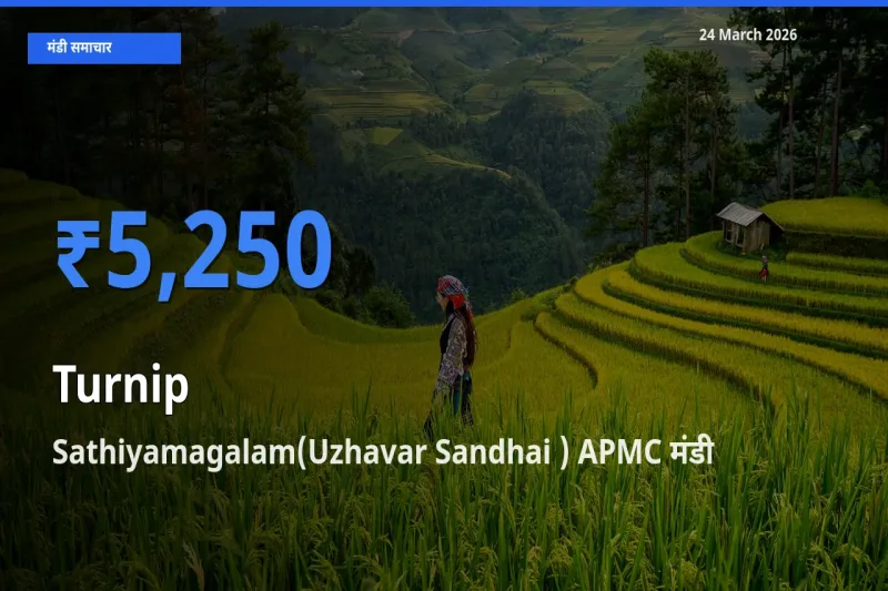आज का मंडी भाव: शलजम के सबसे ज़्यादा दाम Sathiyamagalam(Uzhavar Sandhai ) APMC में