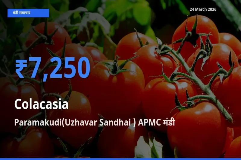 आज अरबी के सबसे ज़्यादा दाम Paramakudi(Uzhavar Sandhai ) APMC मंडी में दर्ज