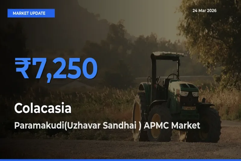 Paramakudi(Uzhavar Sandhai ) APMC Tops Colacasia Mandi Rates Today