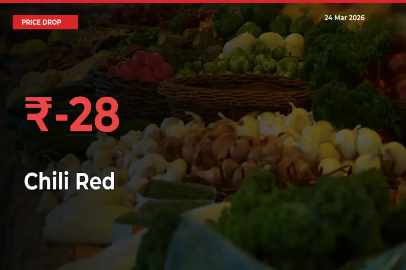 Farmers Alert as Chili Red Prices Slide 27.78% in Local Mandis