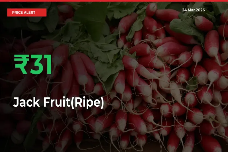 This Mandi Records 30.74% Jump in Jack Fruit(Ripe) Prices