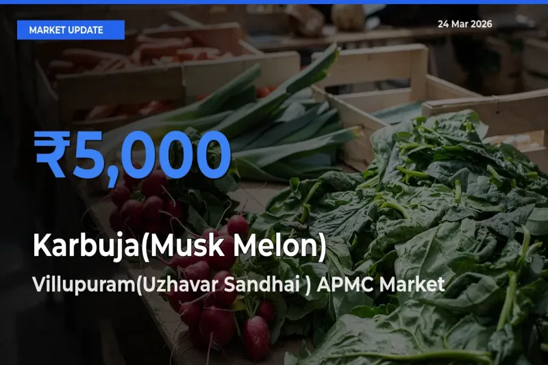 Villupuram(Uzhavar Sandhai ) APMC Emerges as Top Mandi for Karbuja(Musk Melon) Prices Today