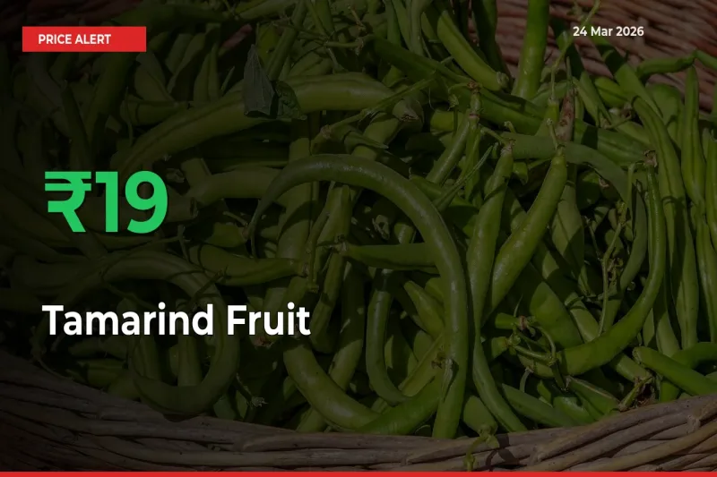 Sharp Jump! Tamarind Fruit Prices Climb 18.64% in 24 Hours at Key Mandis