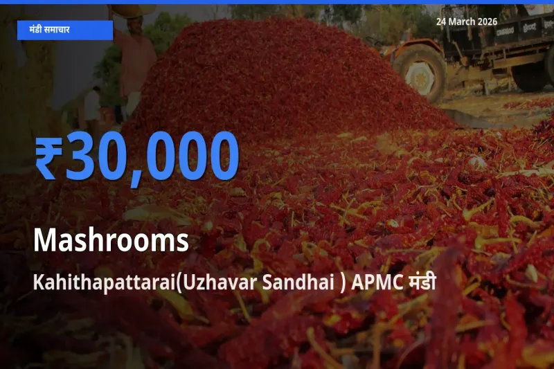 Kahithapattarai(Uzhavar Sandhai ) APMC मंडी में आज मशरूम के सबसे ऊँचे दाम दर्ज