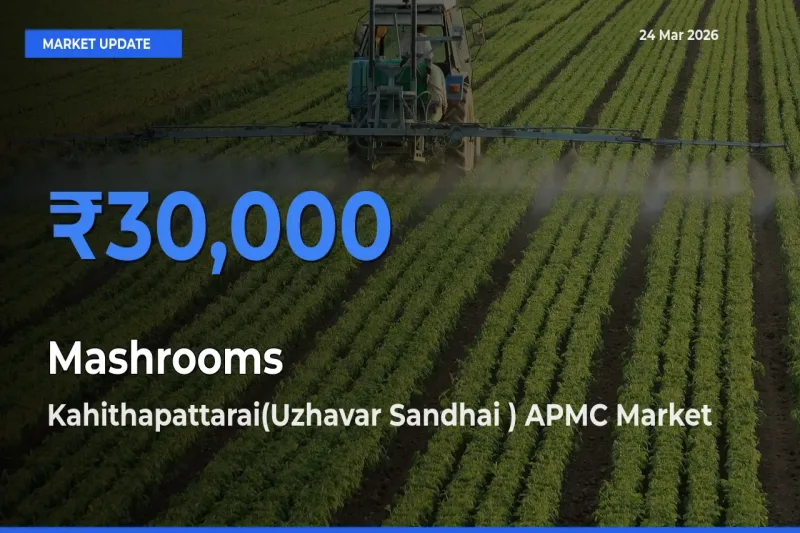 Kahithapattarai(Uzhavar Sandhai ) APMC Tops Mashrooms Rates – March 24 Market Update