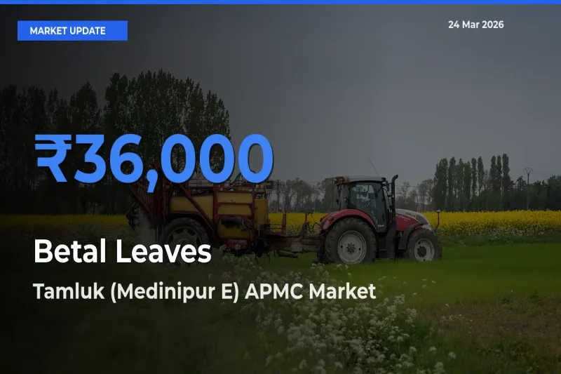Tamluk (Medinipur E) APMC Emerges as Top Mandi for Betal Leaves Prices Today