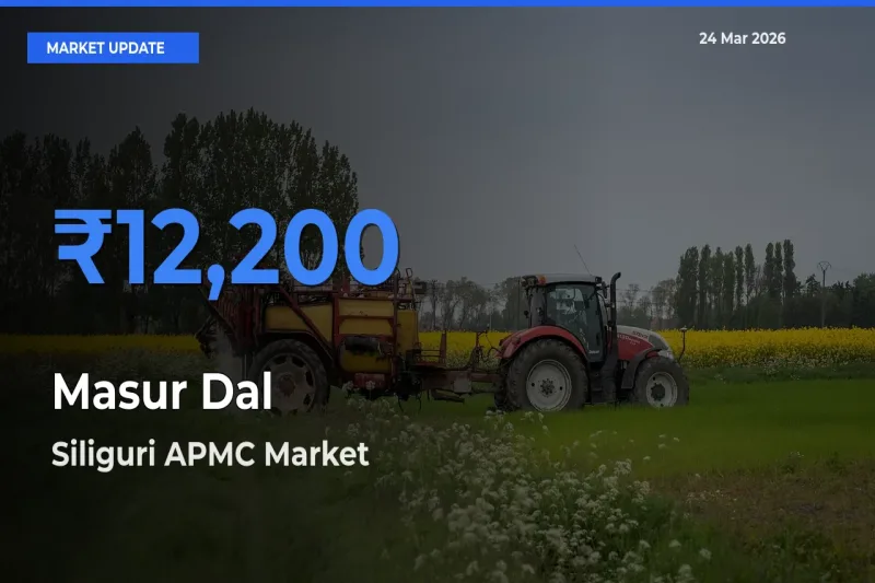 Siliguri APMC Emerges as Top Mandi for Masur Dal Prices Today
