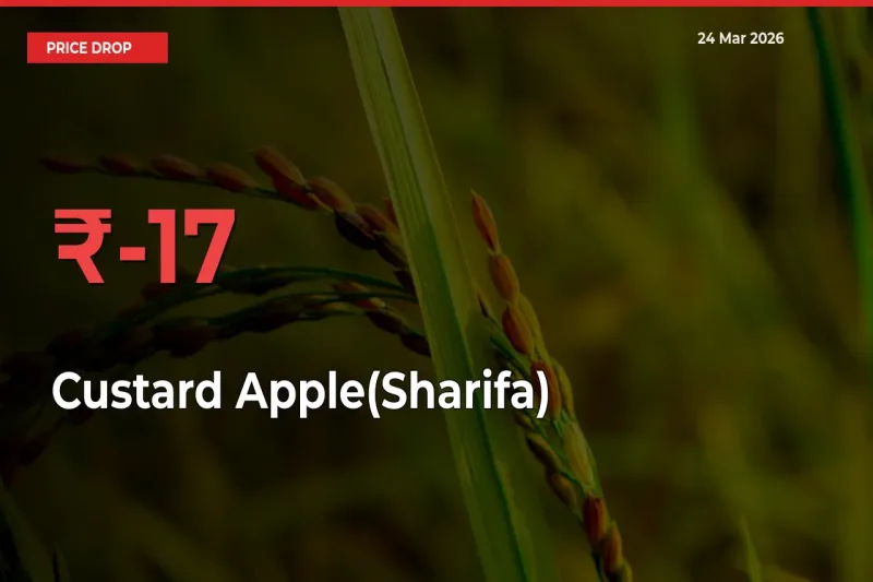 Custard Apple(Sharifa) Falls 17.42% at Mandis